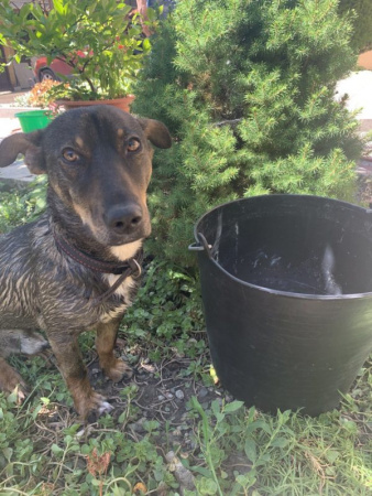 Набор вёдер КАПАС «?Матрешка»?