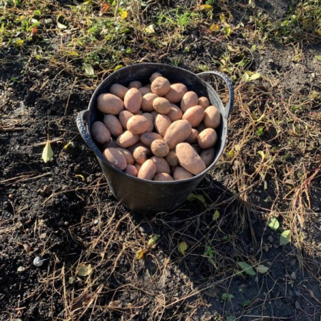 Набор вёдер КАПАС «?Матрешка»?